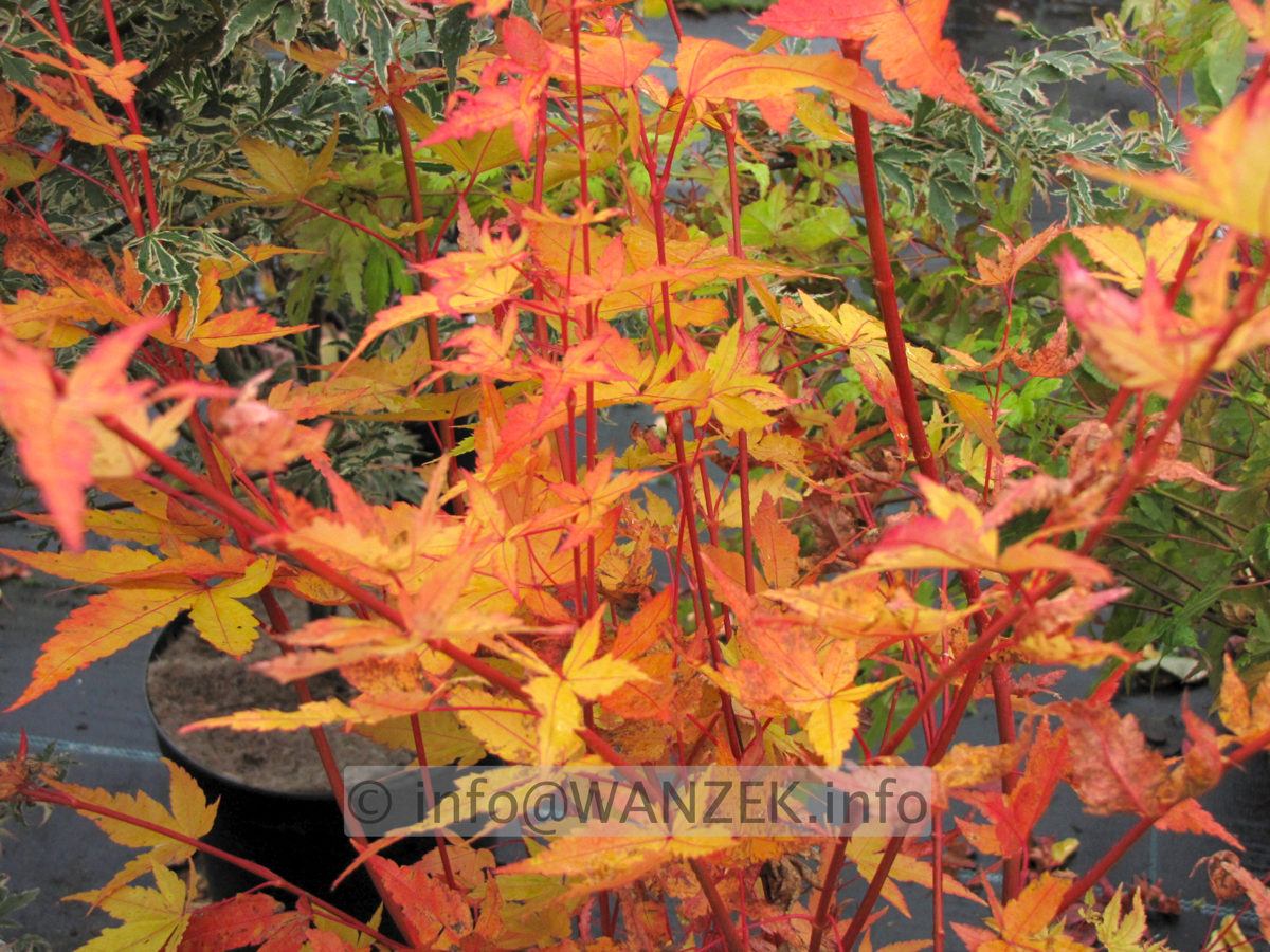 Acer palmatum Sangokaku - Herbst 02.JPG